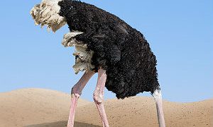 Ostrich-300